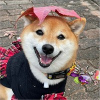 罗纪元