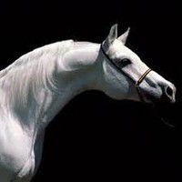 عبدالله نصار