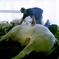 Marcelo Fernandes Dourado