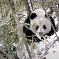 吴荣越