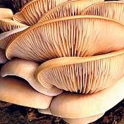 Assam Oraby