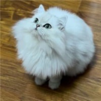 · vernon（cheepet）