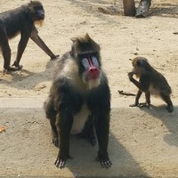 韩昊彤
