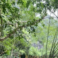 Chính Bùi