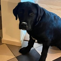 Apollo Aka Black Mamba