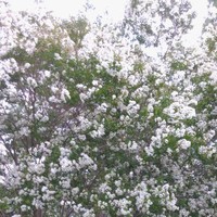 nancy oliveros morales