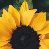 فايزة الحربي