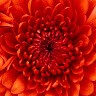 Kavitha R