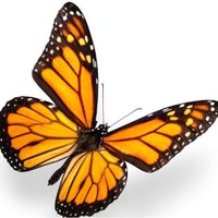 Chris Shaffer