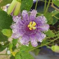 Phonsawan Chinnawong