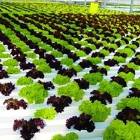 gulf hydroponics