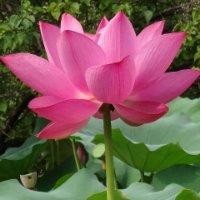 冯玉波