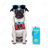 Pugs And Blogs