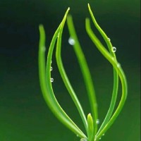 方正伟