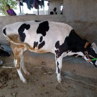 Sanket Kale