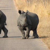 Nuno Gomes nuno gomes