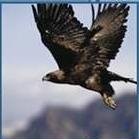 Falcon Homes