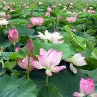 红尘周伟