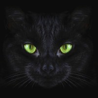 Black Cat Media