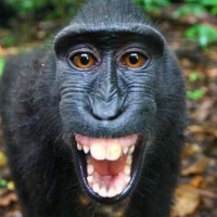 Monkey Undefined