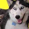 Super Dog Training
