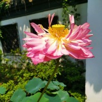 史建芬