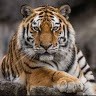 Imtiyaz Ali