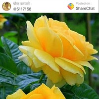 Sai Kumar