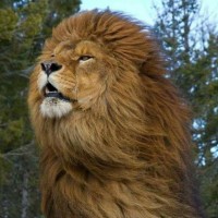 Don Grayson Cox ( Veteran)