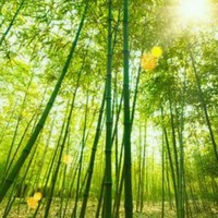王小鹏
