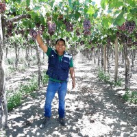 luis alberto alejandro dominguez