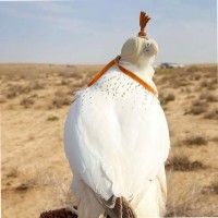 محمد سلطان