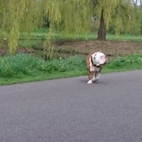 Marcel Bot