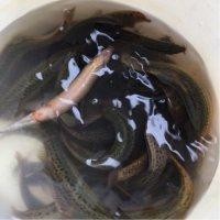 候云飞