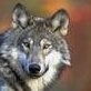 Bro Wolf