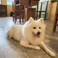 鄭志豪