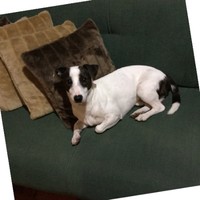 José Luís Santos Ferreira