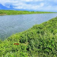 علاء أبوالوليد