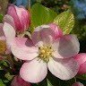 Apple Flower