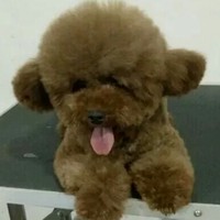 李以强