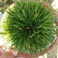 卢惠芬