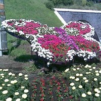 Елена Маневич