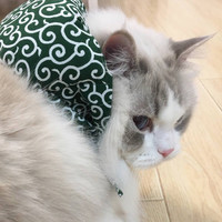 潘青青