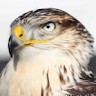 Hawk Tan