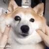 赵卓然