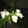Ankush De