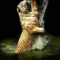 Sooraj C
