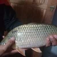 Percaya We-Bid