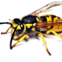 Annuaire National ALLO FRELONS