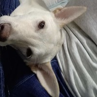 王跃武